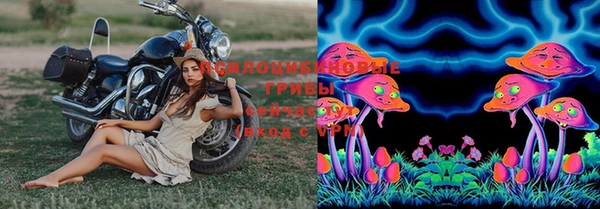 стаф Богданович